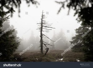 arbol solitario marchito de pie en bosque