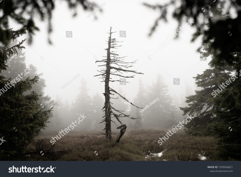 Por qué los árboles mueren de pie y qué simbolizan en la vida 2 arbol solitario marchito de pie en bosque