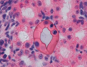 Qué tipo de célula no puede fabricar su propio alimento 3 celula animal bajo microscopio colorida sencilla