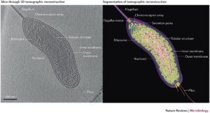 A qué reino pertenecen las células procariotas durante su clasificación 1 celula procariota vista al microscopio simple