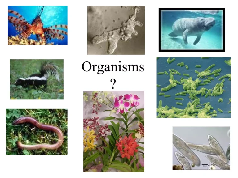 Los animales son unicelulares o pluricelulares y por qué 7 Los animales son unicelulares o pluricelulares y por qué