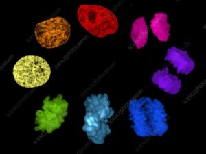 Toda célula se origina realmente de la materia inerte o no 2 division celular micrografia colorida microscopica