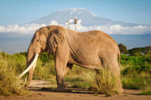 Qué Preguntas y Respuestas Tiene "Un Elefante Ocupa Mucho Espacio" 1 elefante grande en paisaje natural abierto