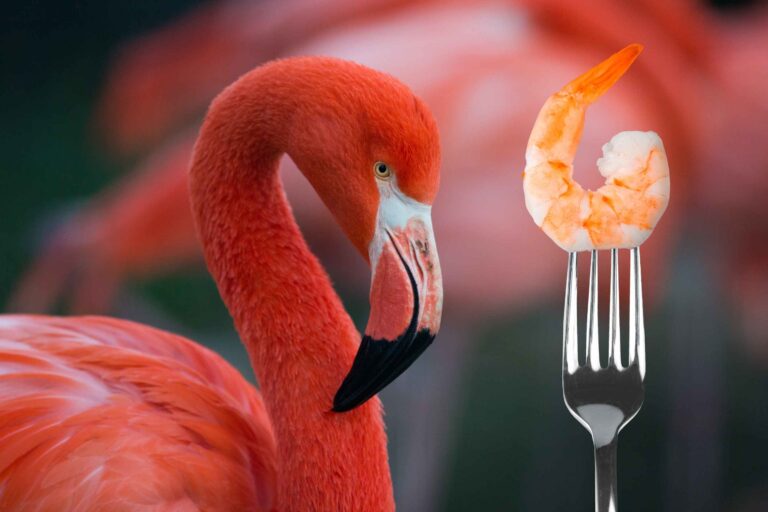 De qué se alimenta el flamenco y cómo obtiene su color rosa 2 flamencos comiendo algas y crustaceos rosa