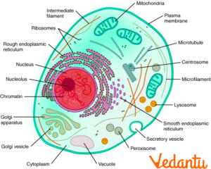ilustracion detallada de celula animal con mitocondrias